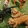 A group of dogs